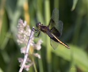 Widow Skimmer 2776